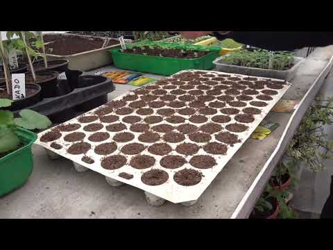 Video: Starostlivosť o mrkvu v kvetináči – Ako pestovať rastliny mrkvy v domácnosti