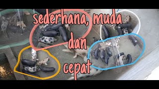 cara mengobati babi gatal