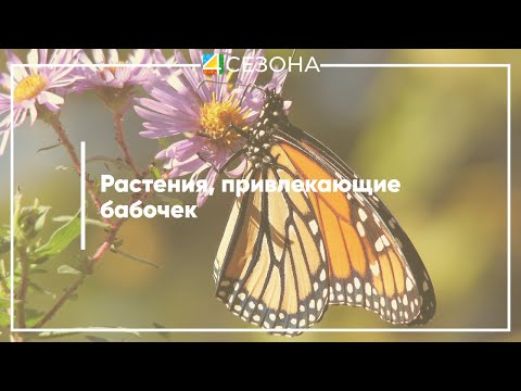 Видео: Сады бабочек: цветы и растения, привлекающие бабочек