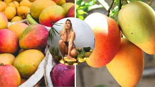 How To Tell When A Mango Is Ripe + taste Testing 6 Exotic Mangos!