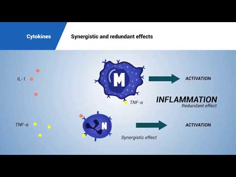 Video: Negativní Regulace Osteoklastogeneze A Kostní Resorpce Cytokiny A Transkripčními Represory