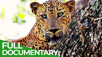 Can Sri Lanka's Leopards Survive? | Free Documentary Nature