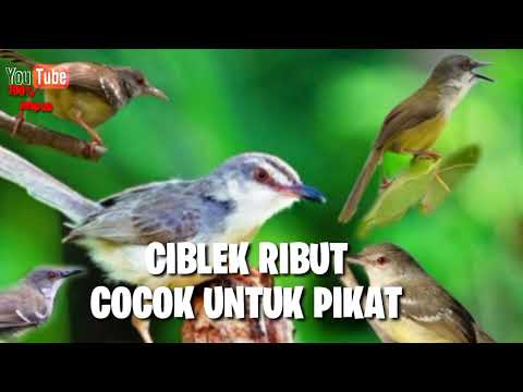 pancingan suara ciblek bisu,cukup 2menit saja ciblek mana pun langsung emosi dan ngebren‼️