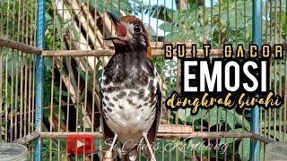 ANIS KEMBANG GACOR MEMANGGIL LAWAN BIKIN EMOSI