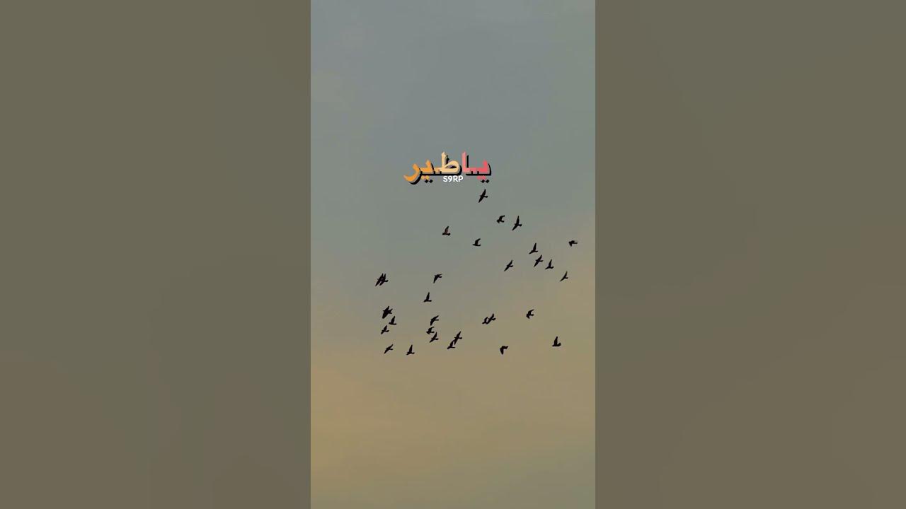 ياطير / حاتم العراقي تصويري HD