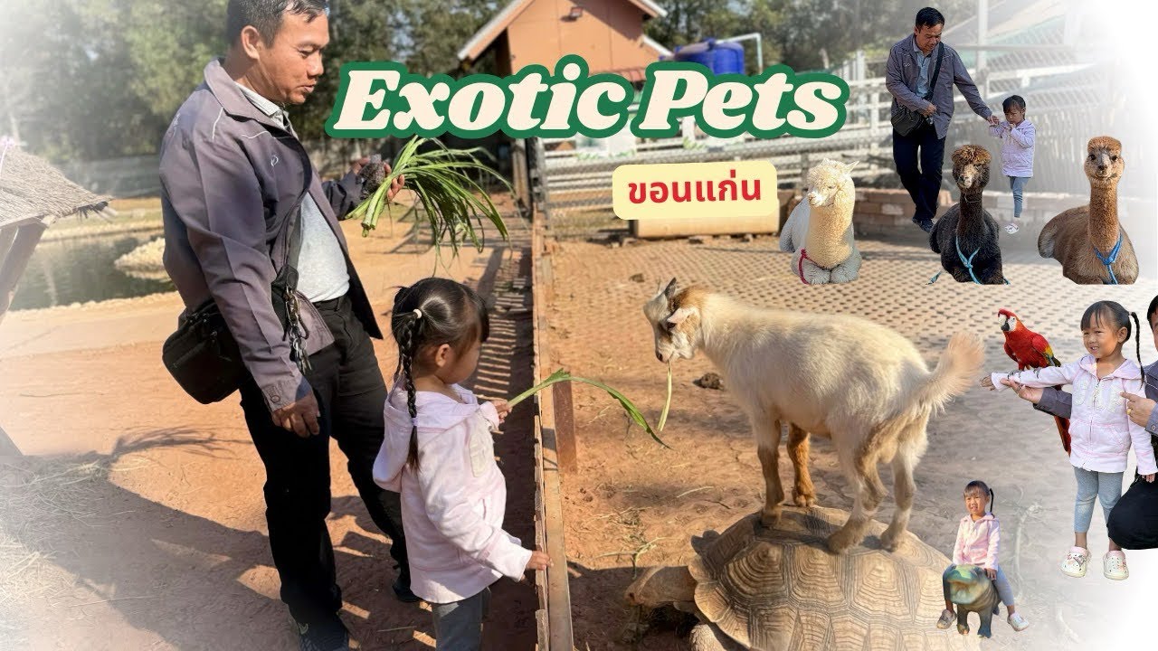 เที่ยวคาเฟ่สัตว์เลี้ยงแบบปล่อยที่ขอนแก่น 