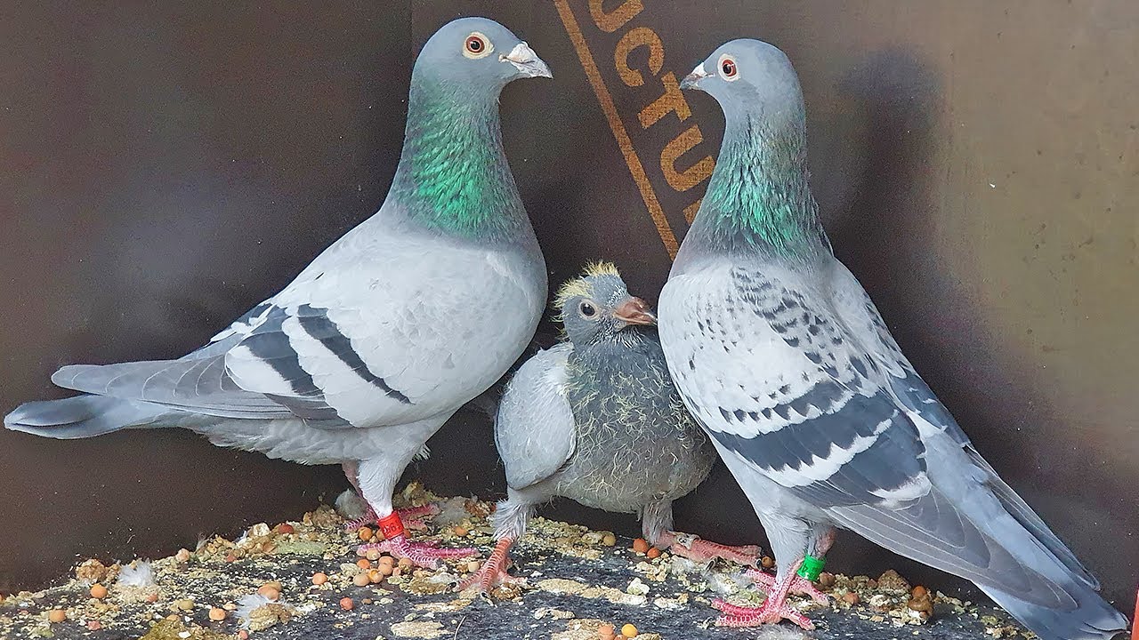 Pigeons Are Pairing Up For Breeding YouTube