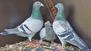 Pigeons Are Pairing Up For Breeding