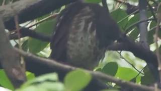 1051014台北植物園褐鷹鴞1