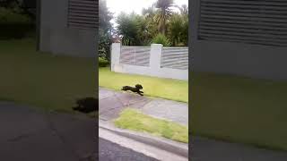 Initial Doggo - Eurobeat