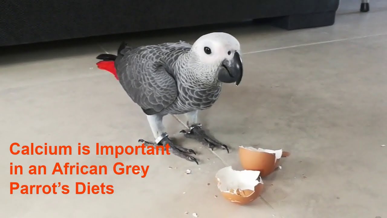 Calcium Deficiency in African Grey Parrots Feeding Egg Shells to