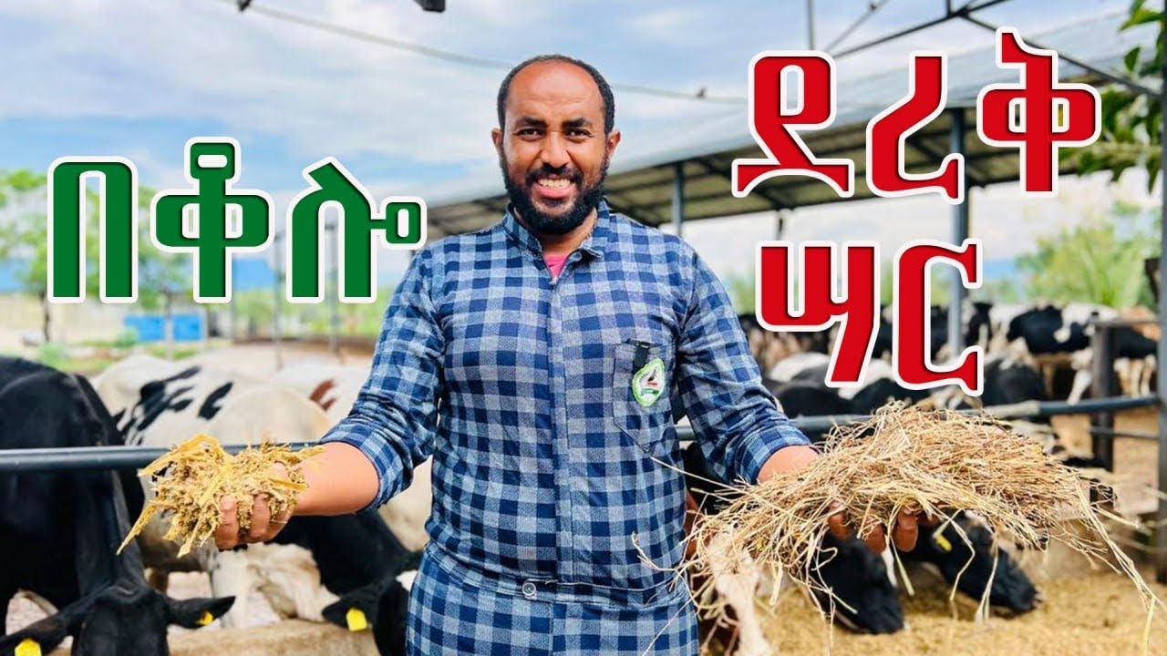 የደረቅ ሳርና የበቆሎ ገፈራ ልዩነታቸውን ዘረዘርኳቸው። The difference between silage and dry grass in amharic.