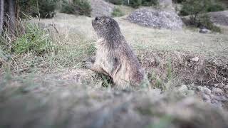 Alpine marmot (Marmota marmota) standing alert outside burrow, takes fright and runs inside, France