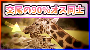オス同士で交尾 オス同士で交尾