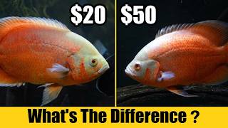 Cheap Oscar Cichlid VS Expensive Oscar (6 Months Later)