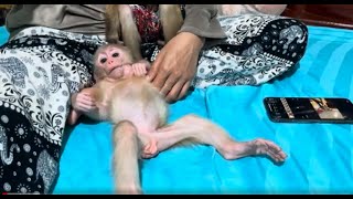 Adorable Baby Monkey Bella Is Sleeping