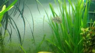 Otopharynx Tetrastigma Parents, Separated Babies