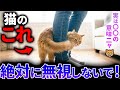 【知らないと後悔…】猫のしっぽ「全９種類」の形。その形と隠された驚きの本音