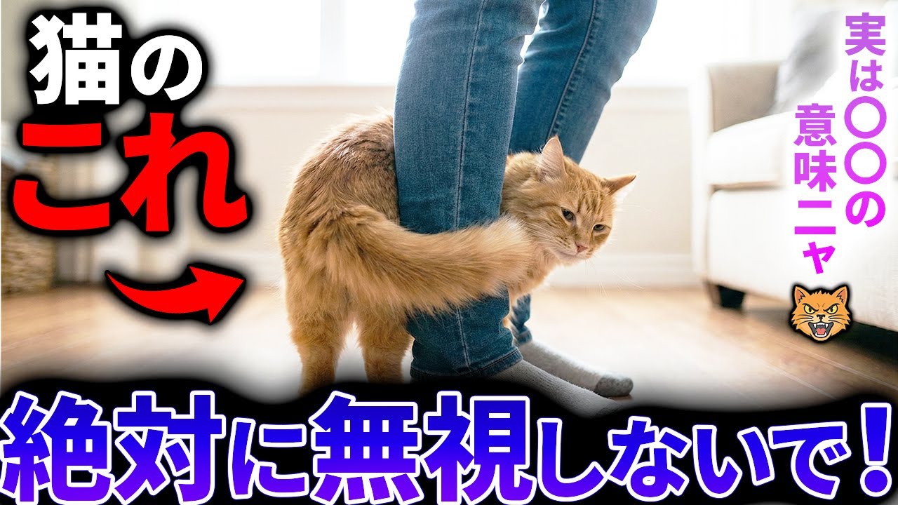 【知らないと後悔…】猫のしっぽ「全９種類」の形。その形と隠された驚きの本音