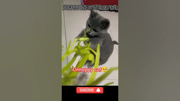 Video 7171571: kitten eating funny