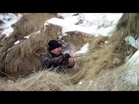 Сено ковыльное.Моцион для коров.