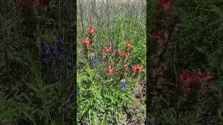 Bluebonnets and Indian Paint Brushes at Reimers Ranch Park, Dripping Springs, Texas.