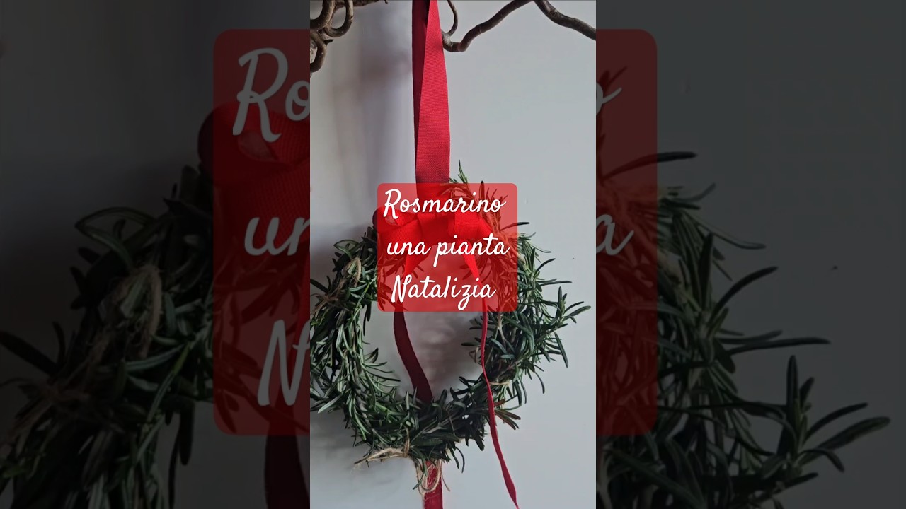 PIANTA NATALIZIA IL ROSMARINO | ghirlanda e storia