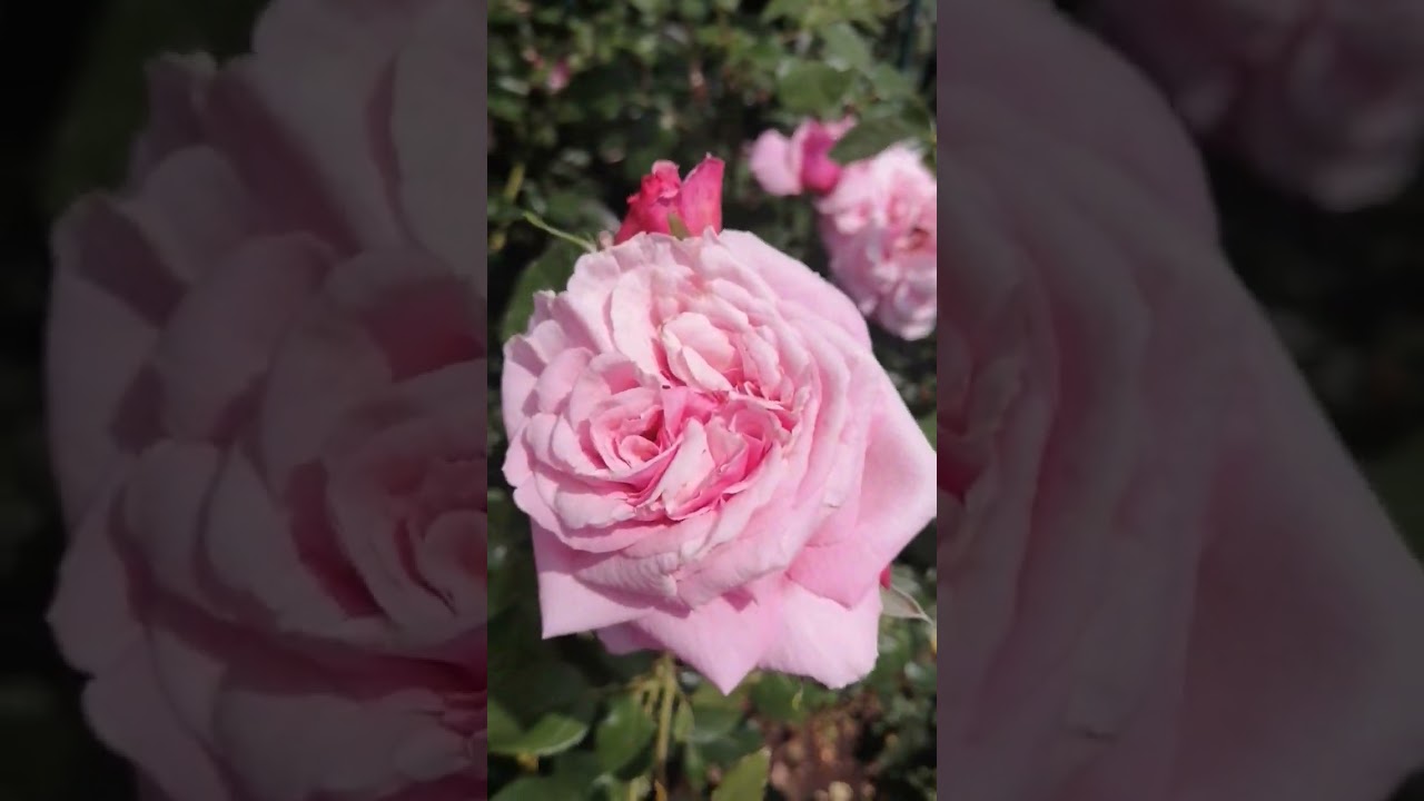 Роза Aloha (Boener)