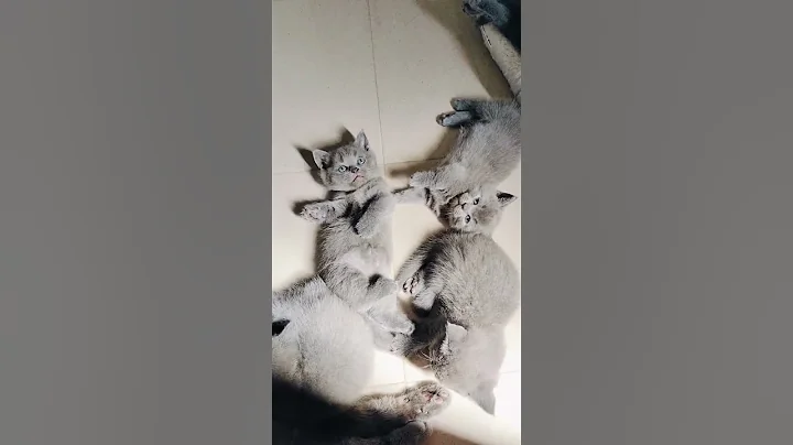 Watch the video about #catsoftiktok #cat #pets #munchkin #catlife