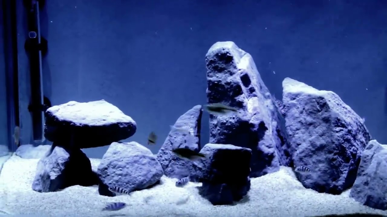 Picture of Cichlid Aquarium Led Lighting | Americanwarmoms.org
