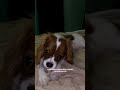 У кого совпало? Мы еще для мягкости шерсти обрабатываем маской #271212401