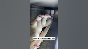Fawn java adult pairs for sale.