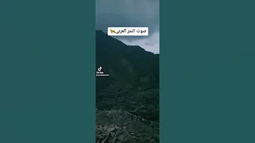 صوت النمر العربي 