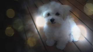 Crate Training Maltese by Mark Mendoza - Dog Training Tips 519 views 5 years ago 53 seconds