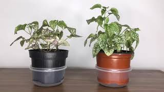 Thirsty Polka Dot Plant timelapse - 5 hours in 19 seconds