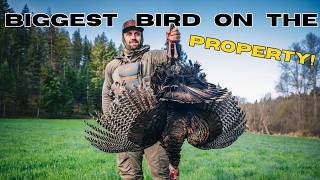 How did that happen? 2026 Turkey Hunting - 3 Birds Down!!  