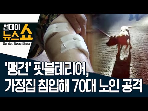 ‘맹견’ 핏불테리어, 가정집 침입해 70대 노인 공격 | 선데이뉴스쇼