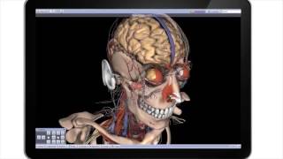 2. Primal Interactive Human Edition
