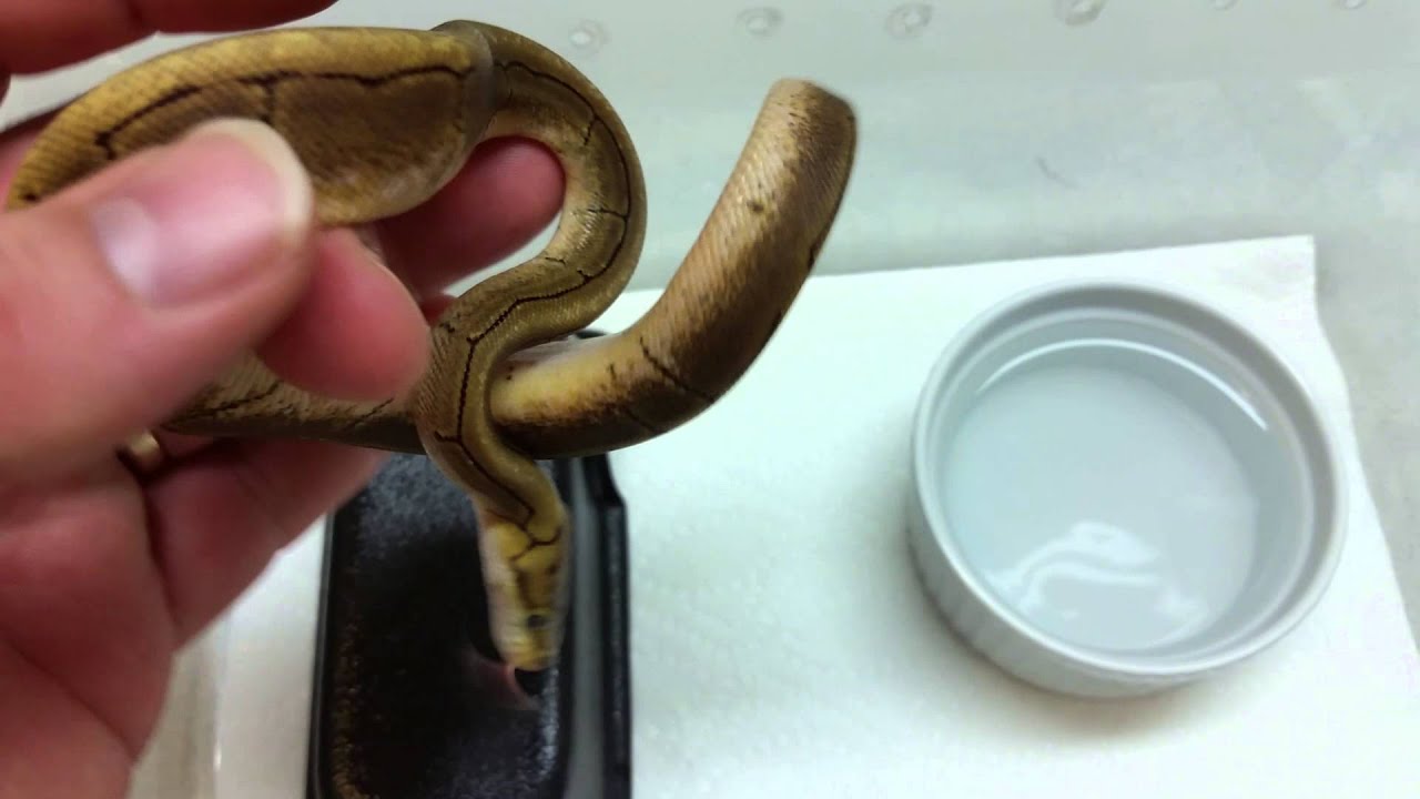 camera iphone 8 plus apk The little spinner that could!!!