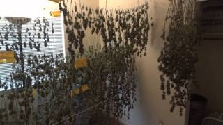 Room C - Harvest Part 2