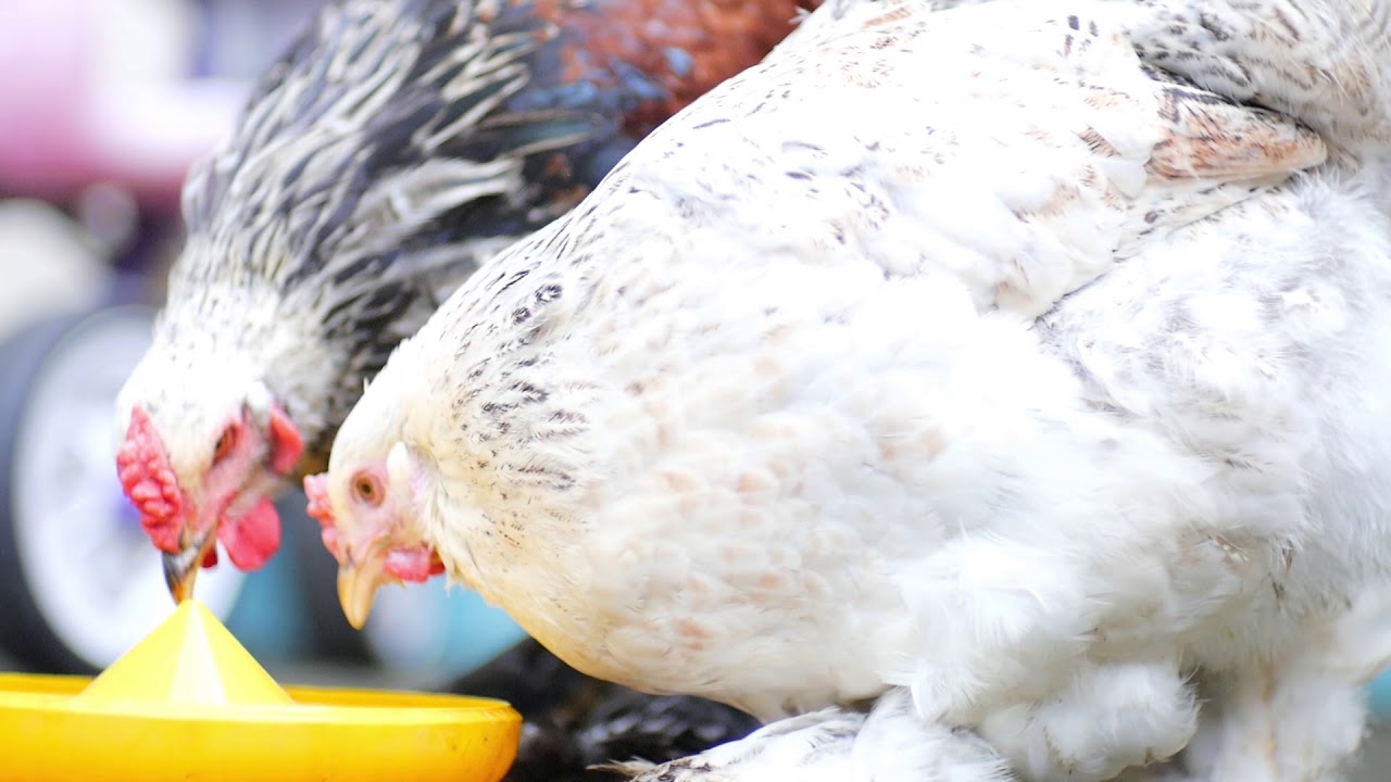 Ayam Brahma Kehausan.. 