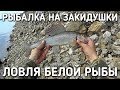 РЫБАЛКА НА ЗАКИДУШКИ / ЛОВЛЯ БЕЛОЙ РЫБЫ