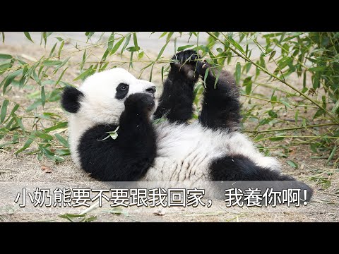 《熊貓早晚安》小奶熊要不要跟我回家，我養你啊！| iPanda