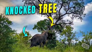 Enormous Elephant Bull Knocks over a Tree
