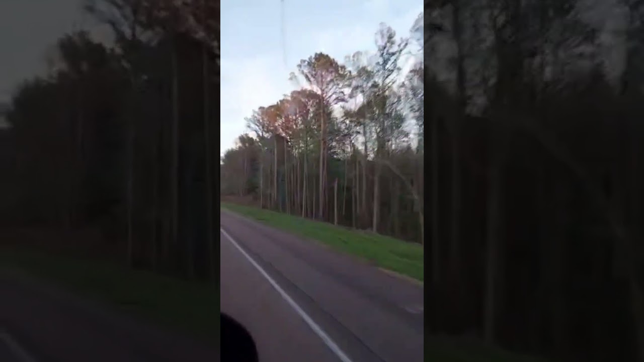 Harlem shaking through the pressure of the top . gorgeous tall trees Mississippi 📽🍿🏝💪🏼🔥☝🏼🐐