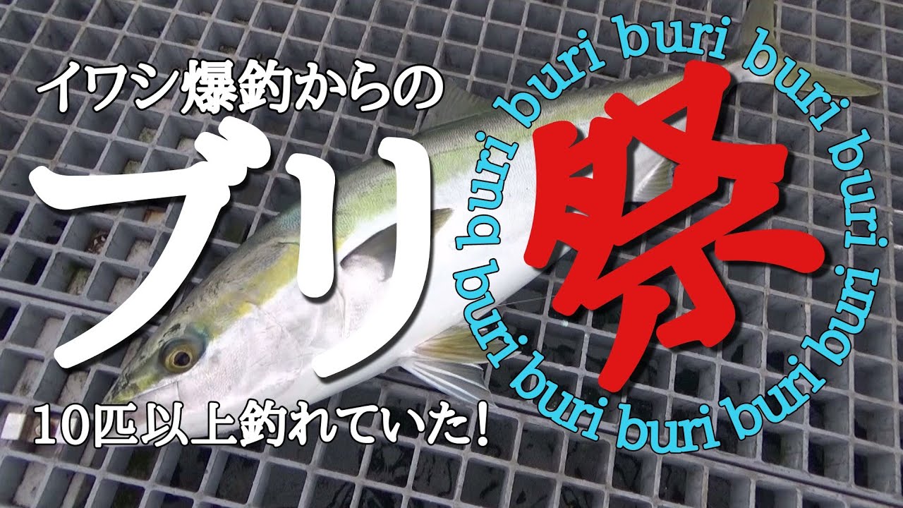 【南知多！堤防ブリ！】イワシ祭からのブリ祭！！60～90オーバーが10匹以上釣れてる！！fishing　豊浜桟橋