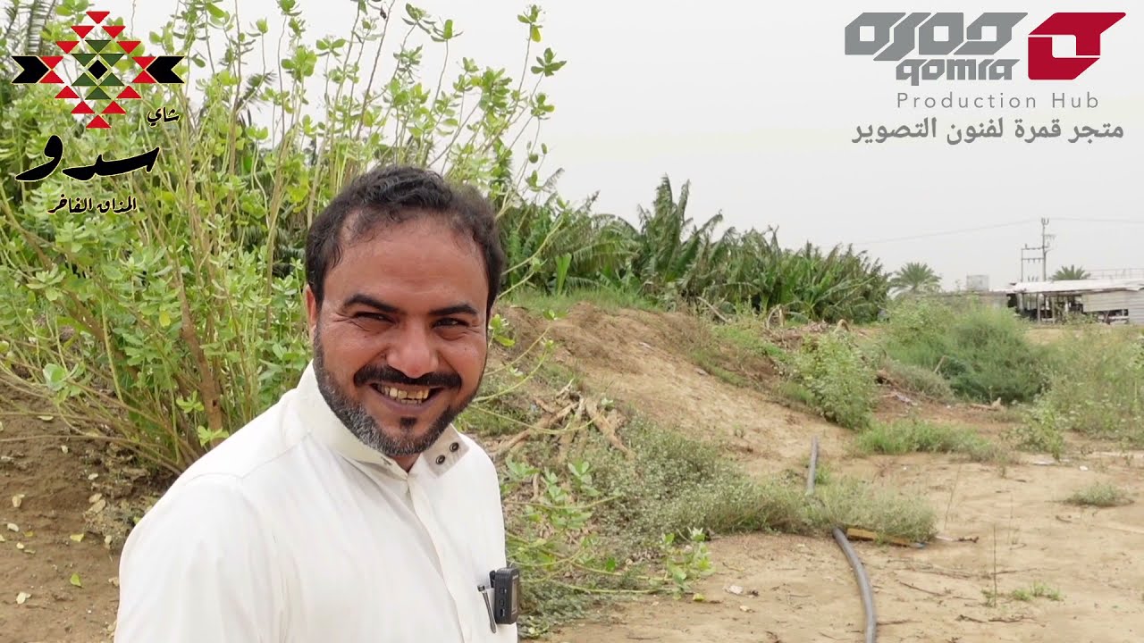 الموز من بدايته في المزرعة حتى جاهزيته للسوق