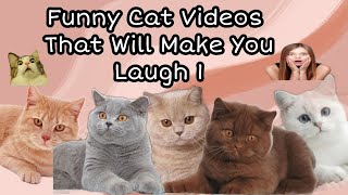 Funny Cat Videos That Will Make You Laugh And Relieve Stress 1 #adorablecats #funnycats #funnyvideo by Reebonz Cattery TV 1,516 views 1 year ago 9 minutes, 47 seconds