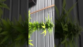 OG Kush Outside Grow