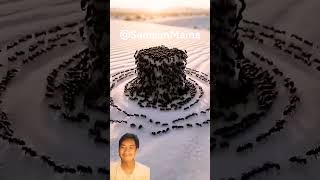 Bikin Apa Itu Samsunmaina